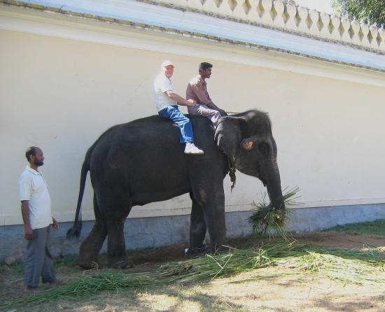 Eléphantesque, en Inde...