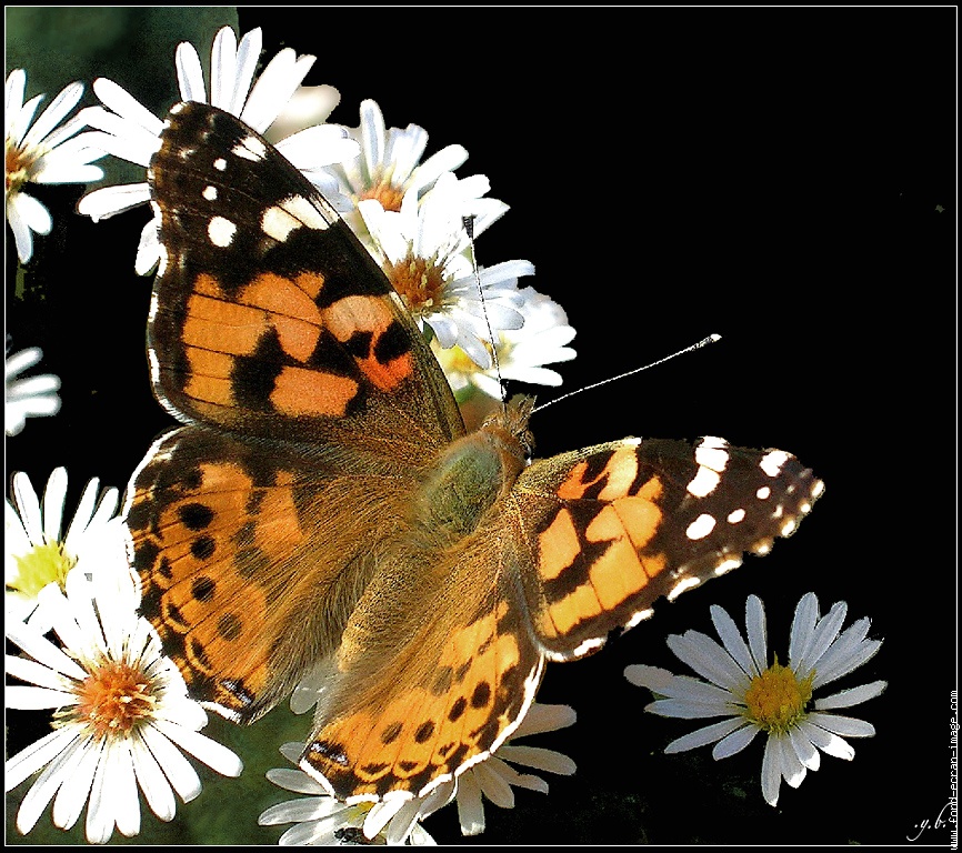 Papillon belle dame