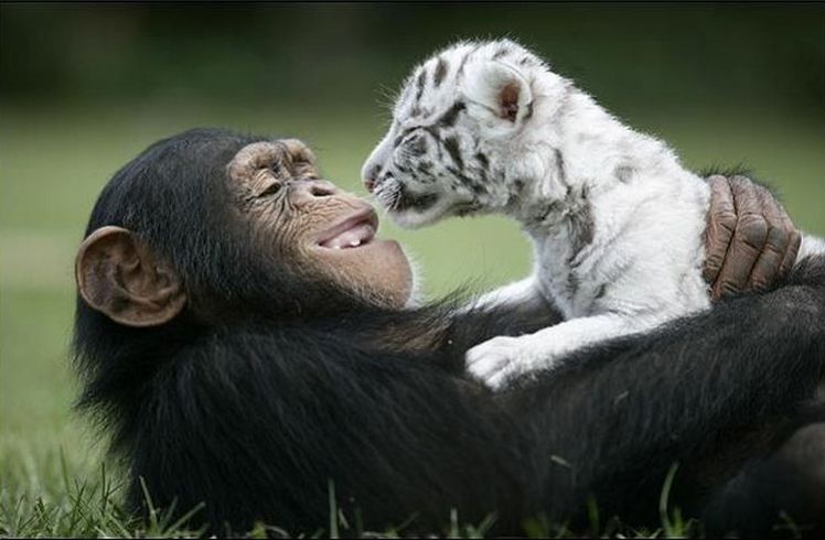 Chimpanze