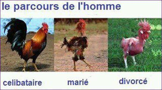 Coq situation amoureuse