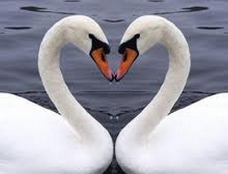 Cygnes