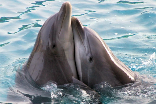 Dauphins