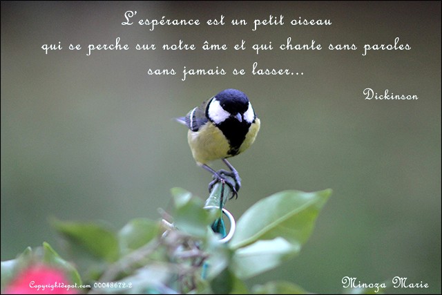 Esperance petit oiseau