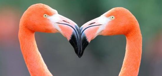 Flamands