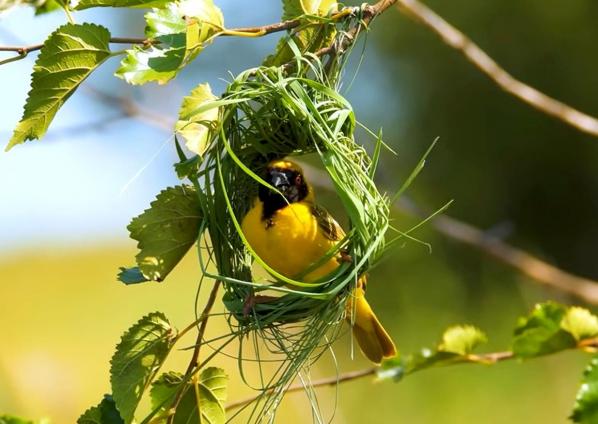L oiseau fait son nid