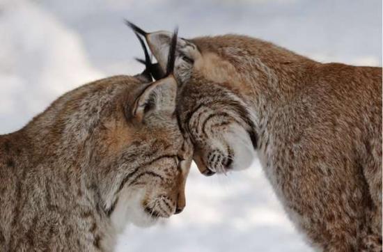 Lynx