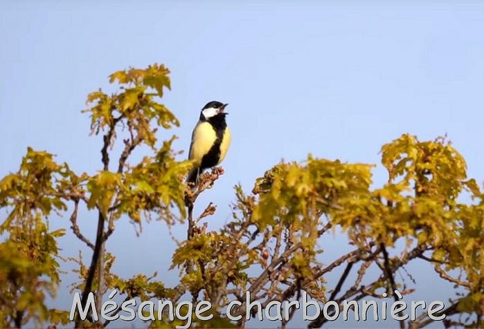 Mesange charbonniere