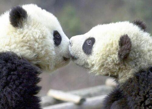 Pandas
