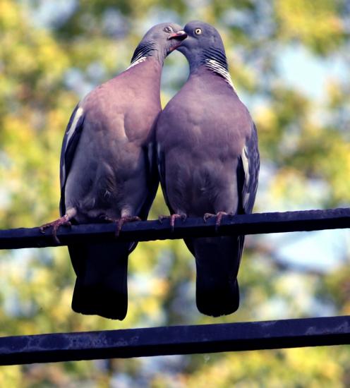 Pigeons