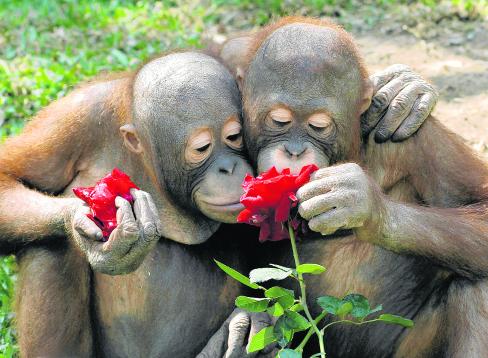 Singes