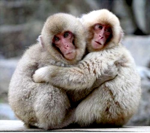 Singes
