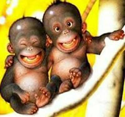 Singes rigolards