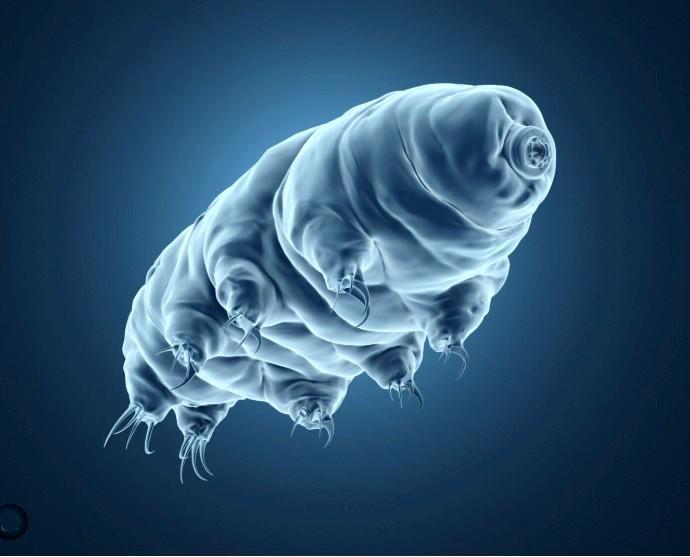 Tardigrade2