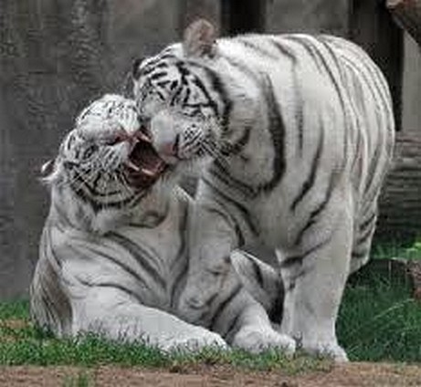 Tigres